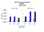 PRMT2 Antibody in ChIP Assay (CHIP)