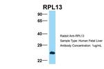 RPL13 Antibody in Western Blot (WB)