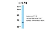 RPL13 Antibody in Western Blot (WB)