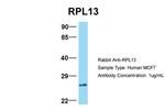 RPL13 Antibody in Western Blot (WB)