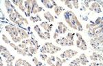 Aconitase 1 Antibody in Immunohistochemistry (Paraffin) (IHC (P))