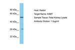 ASMT Antibody in Western Blot (WB)