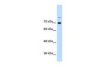 ILF3 Antibody in Western Blot (WB)