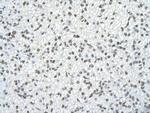 SFRS10 Antibody in Immunohistochemistry (Paraffin) (IHC (P))