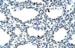 SFRS10 Antibody in Immunohistochemistry (Paraffin) (IHC (P))