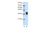 SFRS10 Antibody in Western Blot (WB)