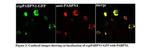 PABPN1 Antibody in Immunocytochemistry (ICC/IF)