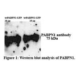 PABPN1 Antibody in Western Blot (WB)