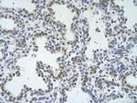 ZRSR2 Antibody in Immunohistochemistry (Paraffin) (IHC (P))