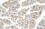 FARS2 Antibody in Immunohistochemistry (Paraffin) (IHC (P))