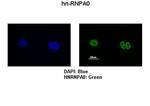 HNRNPA0 Antibody in Immunocytochemistry (ICC/IF)