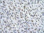 HNRNPA0 Antibody in Immunohistochemistry (Paraffin) (IHC (P))