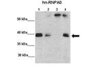 HNRNPA0 Antibody in Immunoprecipitation (IP)