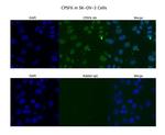 CPSF6 Antibody in Immunocytochemistry (ICC/IF)