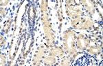 EXOSC3 Antibody in Immunohistochemistry (Paraffin) (IHC (P))