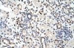 NXF3 Antibody in Immunohistochemistry (Paraffin) (IHC (P))