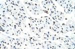 MATR3 Antibody in Immunohistochemistry (Paraffin) (IHC (P))