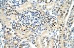 DAZAP1 Antibody in Immunohistochemistry (Paraffin) (IHC (P))