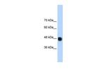 DAZAP1 Antibody in Western Blot (WB)