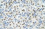 EXOSC4 Antibody in Immunohistochemistry (Paraffin) (IHC (P))