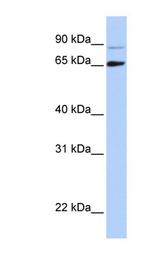 DGCR8 Antibody in Western Blot (WB)