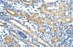 RPUSD2 Antibody in Immunohistochemistry (Paraffin) (IHC (P))