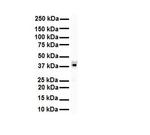 hnRNP A3 Antibody in Western Blot (WB)