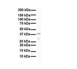 hnRNP A3 Antibody in Western Blot (WB)