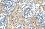 KHK Antibody in Immunohistochemistry (Paraffin) (IHC (P))