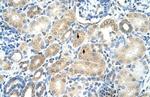 MAT1A Antibody in Immunohistochemistry (Paraffin) (IHC (P))