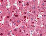 FAH Antibody in Immunohistochemistry (Paraffin) (IHC (P))