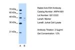 FAH Antibody in Western Blot (WB)