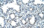 SEMG1 Antibody in Immunohistochemistry (Paraffin) (IHC (P))