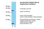 NTCP Antibody in Western Blot (WB)