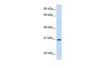 STC1 Antibody in Western Blot (WB)