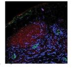 PPAP2A Antibody in Immunohistochemistry (IHC)