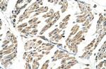 SLC6A8 Antibody in Immunohistochemistry (Paraffin) (IHC (P))