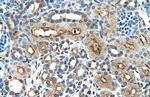 CD299 (DC-SIGN/L) Antibody in Immunohistochemistry (IHC)