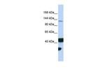 MLH3 Antibody in Western Blot (WB)