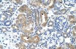 COBLL1 Antibody in Immunohistochemistry (IHC)