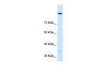 COBLL1 Antibody in Western Blot (WB)