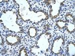 GNAS Antibody in Immunohistochemistry (Paraffin) (IHC (P))