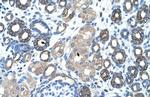 GNAS Antibody in Immunohistochemistry (Paraffin) (IHC (P))