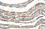 Pannexin 2 Antibody in Immunohistochemistry (IHC)