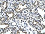 HDAC9 Antibody in Immunohistochemistry (Paraffin) (IHC (P))