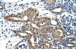 HDAC9 Antibody in Immunohistochemistry (Paraffin) (IHC (P))