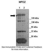 MUPP1 Antibody in Western Blot (WB)