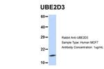 UBE2D3 Antibody in Western Blot (WB)