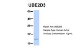 UBE2D3 Antibody in Western Blot (WB)