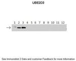 UBE2D3 Antibody in Western Blot (WB)